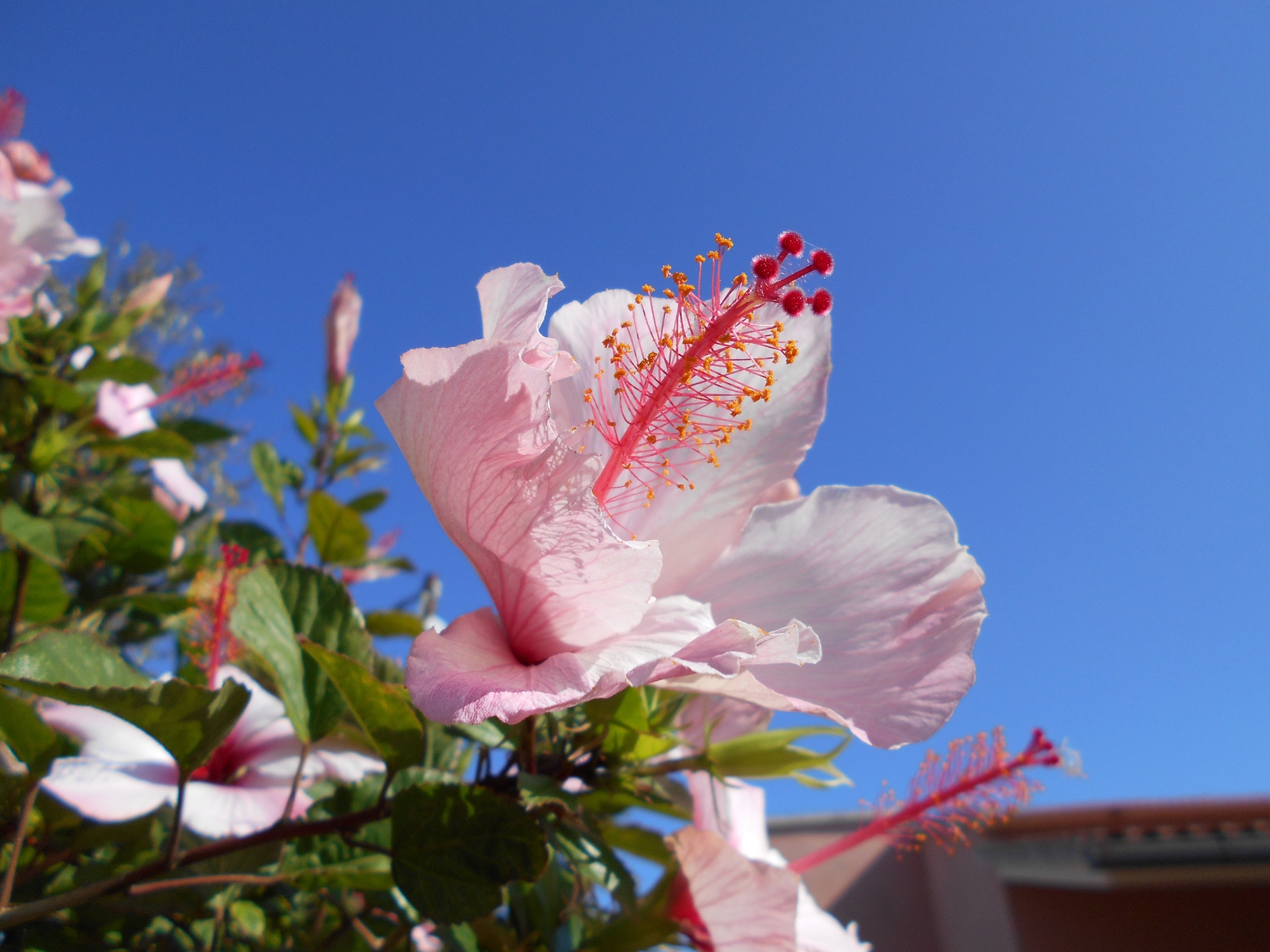 cerdeña - sardegna - sardenya - murta maria - costa smeralda - olbia - gladiolos
