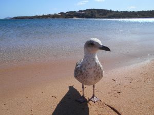 cerdeña - sardenya - sardegna